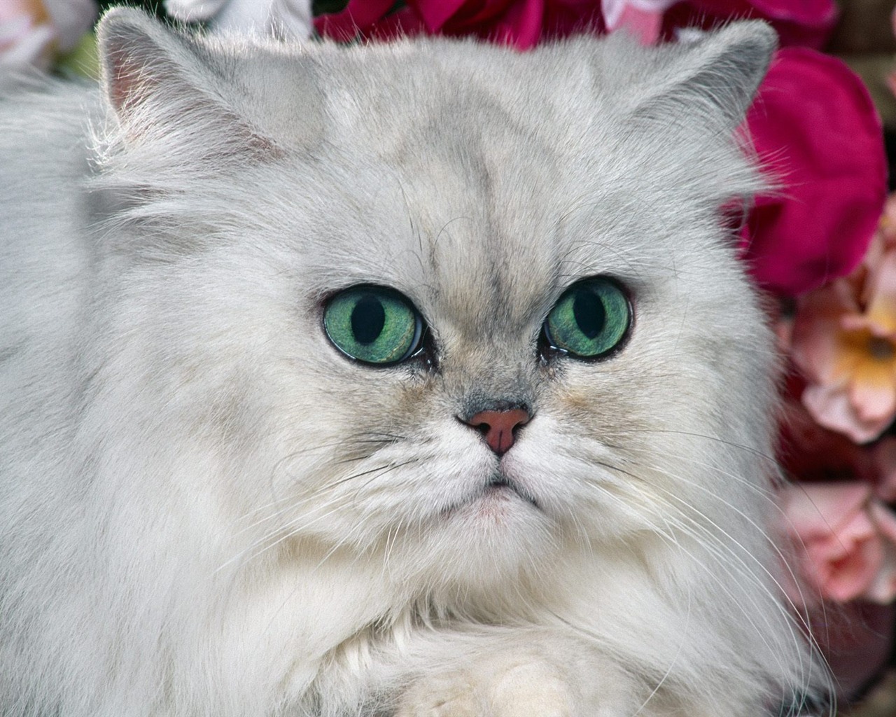 1600 Cat Foto tapety (1) #12 - 1280x1024