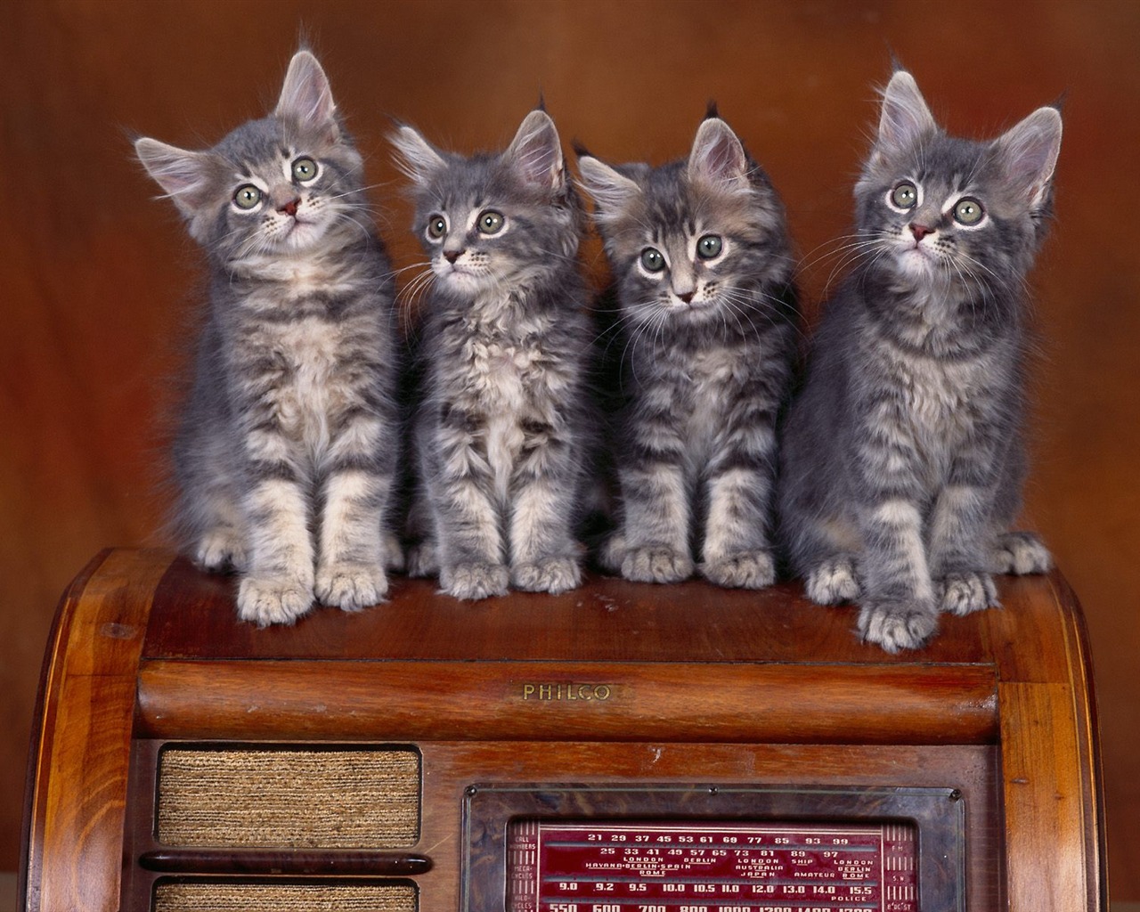 1600 Cat Foto tapety (1) #13 - 1280x1024
