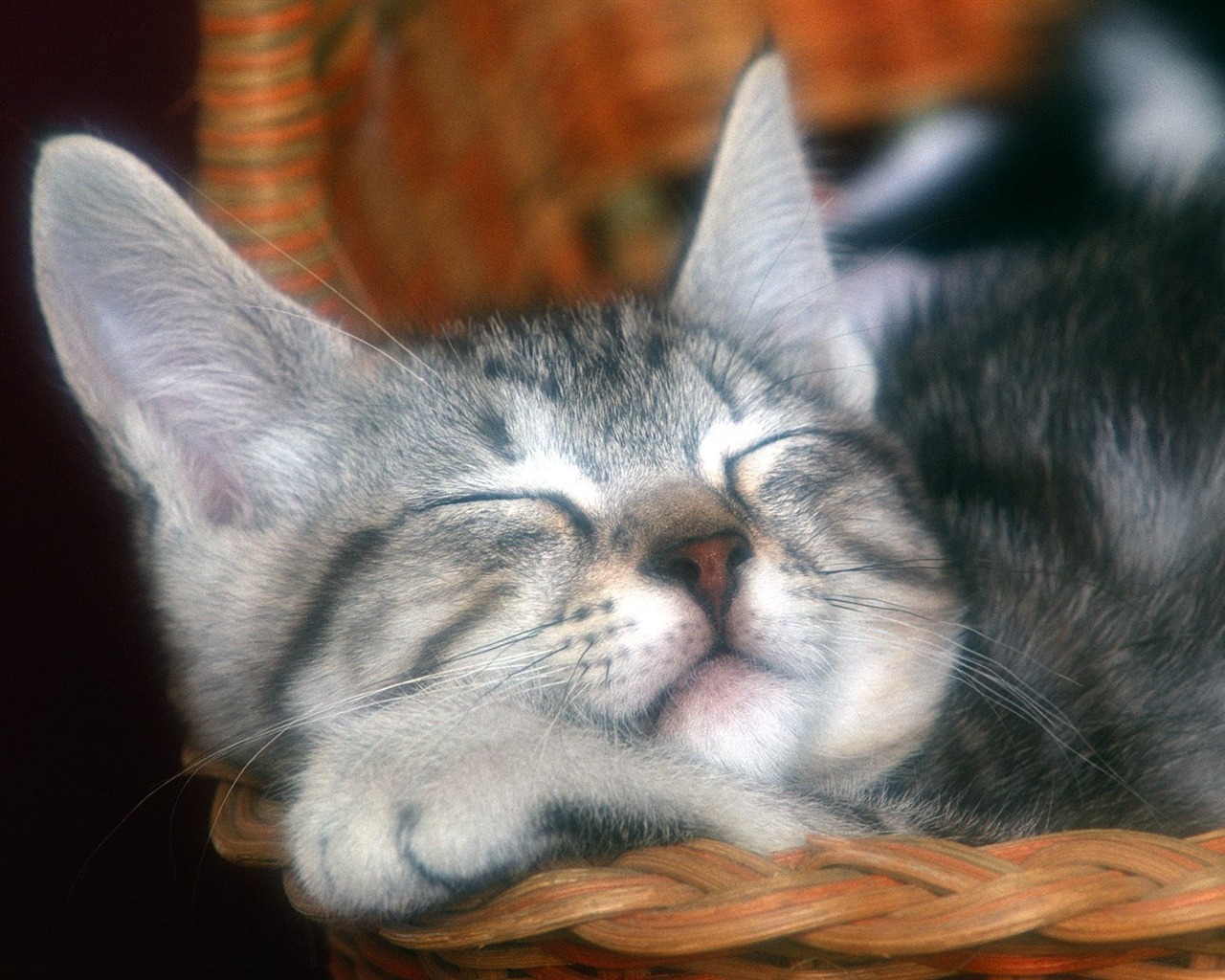 1600 Cat Foto tapety (1) #15 - 1280x1024