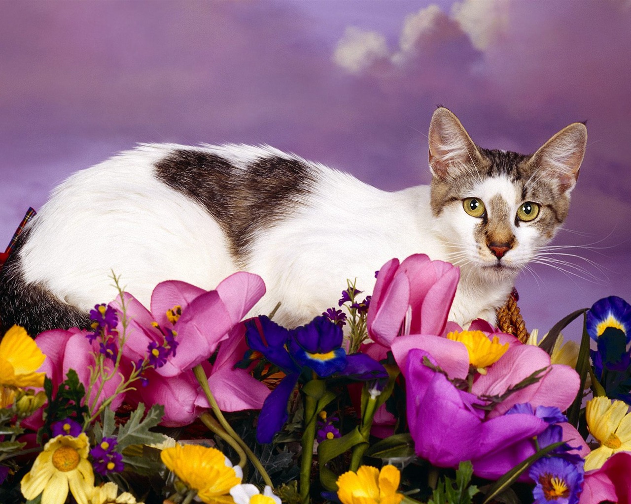 1600 Cat Foto tapety (1) #18 - 1280x1024