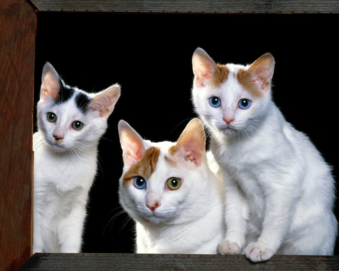 1600 Cat Foto tapety (1) #19 - 1280x1024