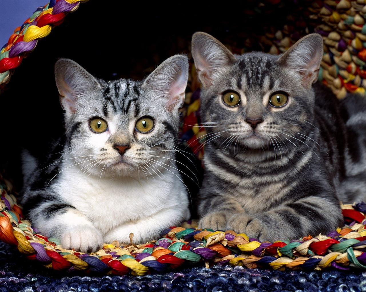 1600 Cat Foto tapety (1) #20 - 1280x1024