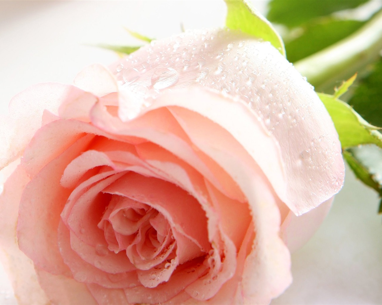 Large Rose Photo Wallpaper (1) #1 - 1280x1024