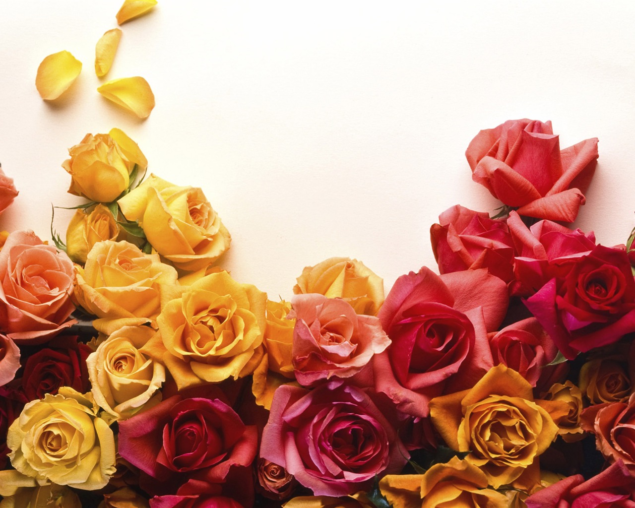 Large Rose Photo Wallpaper (1) #5 - 1280x1024