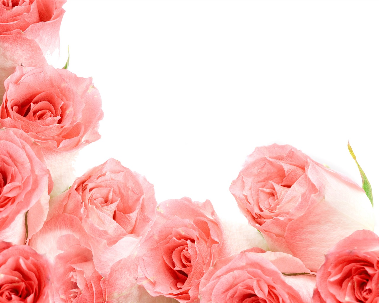 Velké Rose Foto tapety (1) #7 - 1280x1024