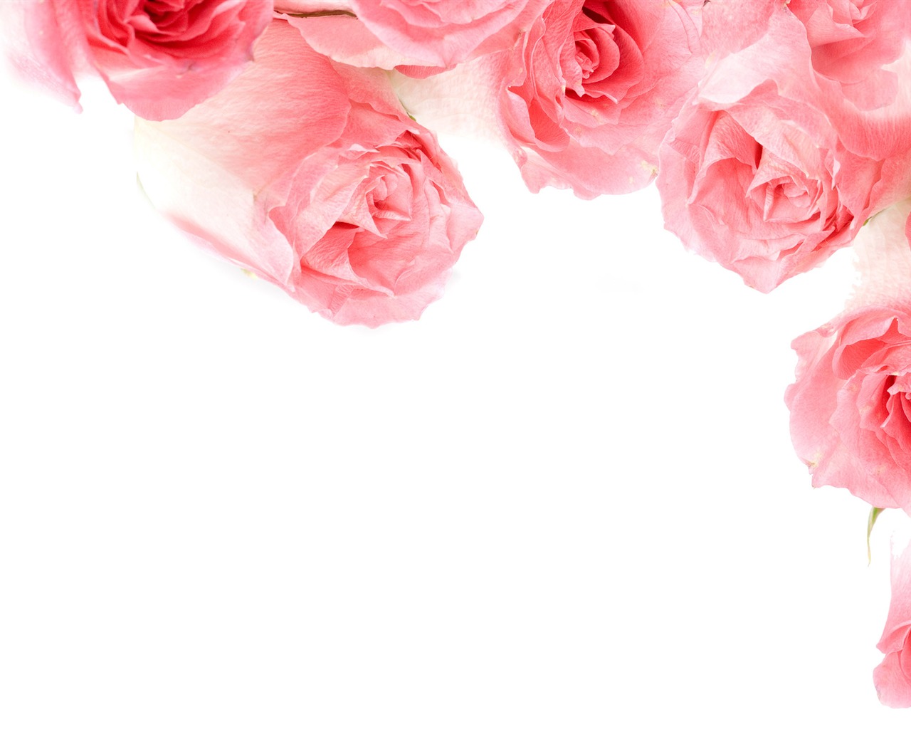 Velké Rose Foto tapety (1) #8 - 1280x1024