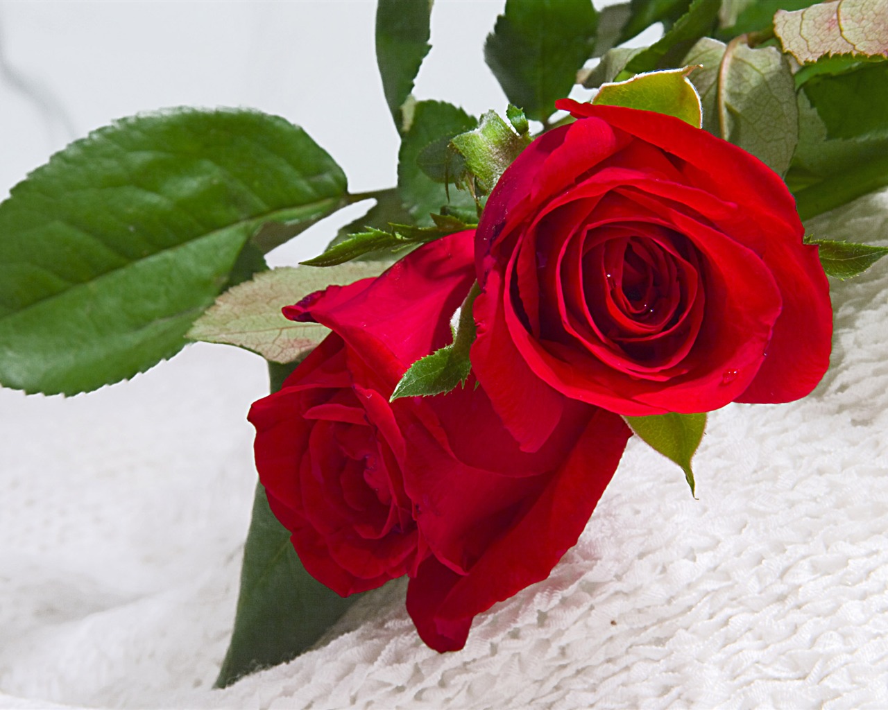 Large Rose Photo Wallpaper (1) #14 - 1280x1024