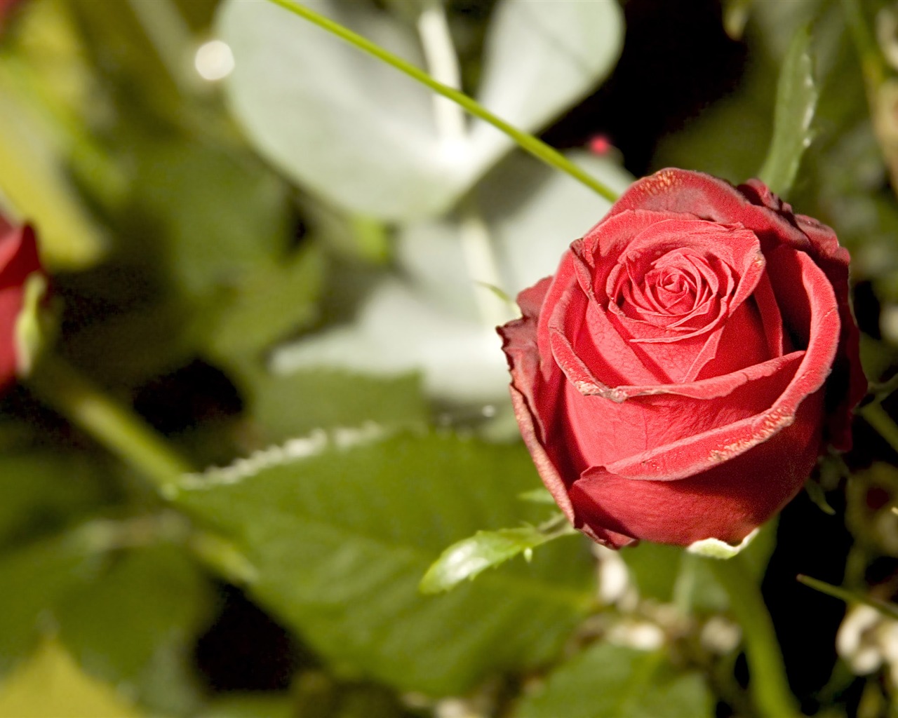 Velké Rose Foto tapety (1) #15 - 1280x1024