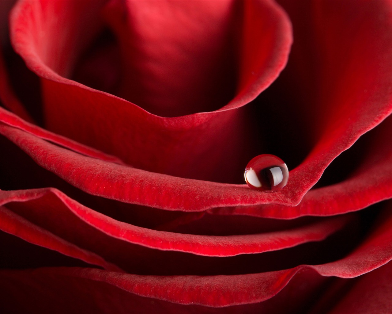 Velké Rose Foto tapety (1) #17 - 1280x1024
