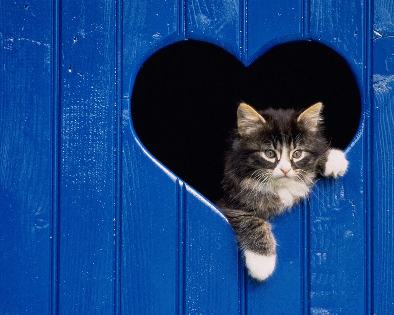1600 Cat Foto tapety (2) #3 - 1280x1024