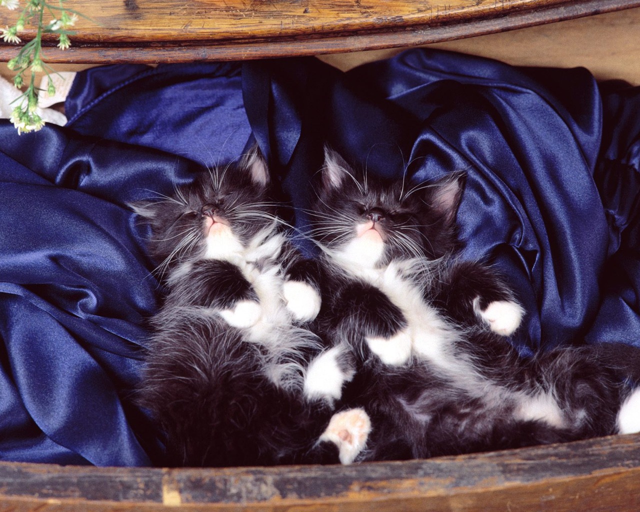 1600 Cat Foto tapety (2) #5 - 1280x1024