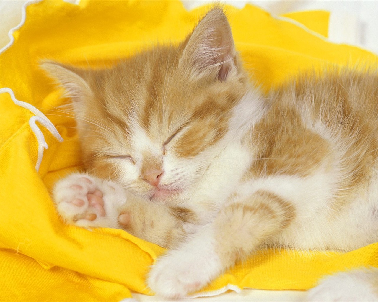 1600 Cat Foto tapety (2) #9 - 1280x1024