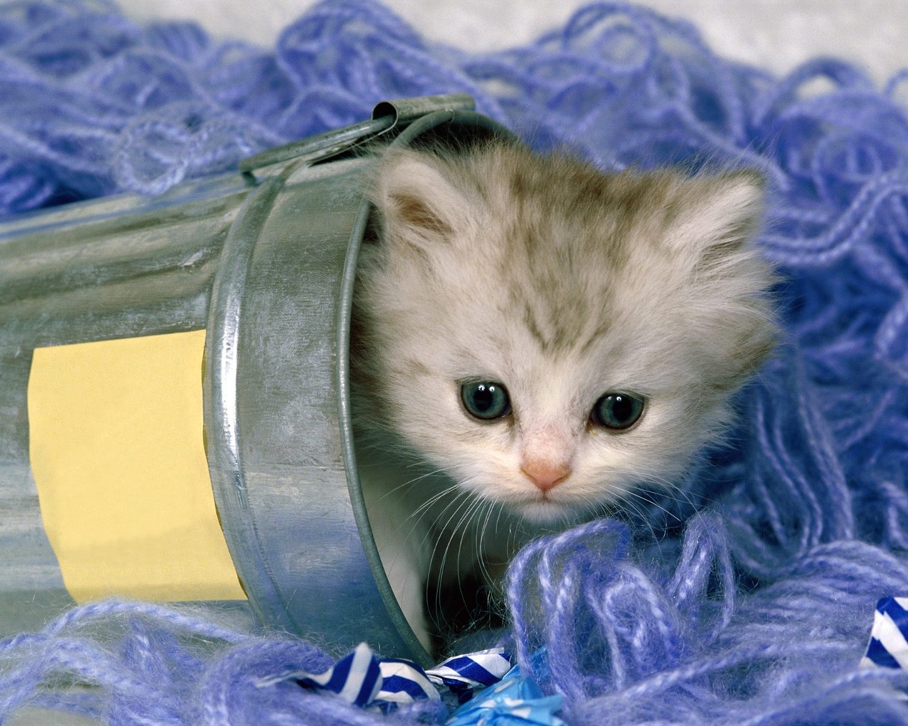 1600 Cat Foto tapety (2) #10 - 1280x1024