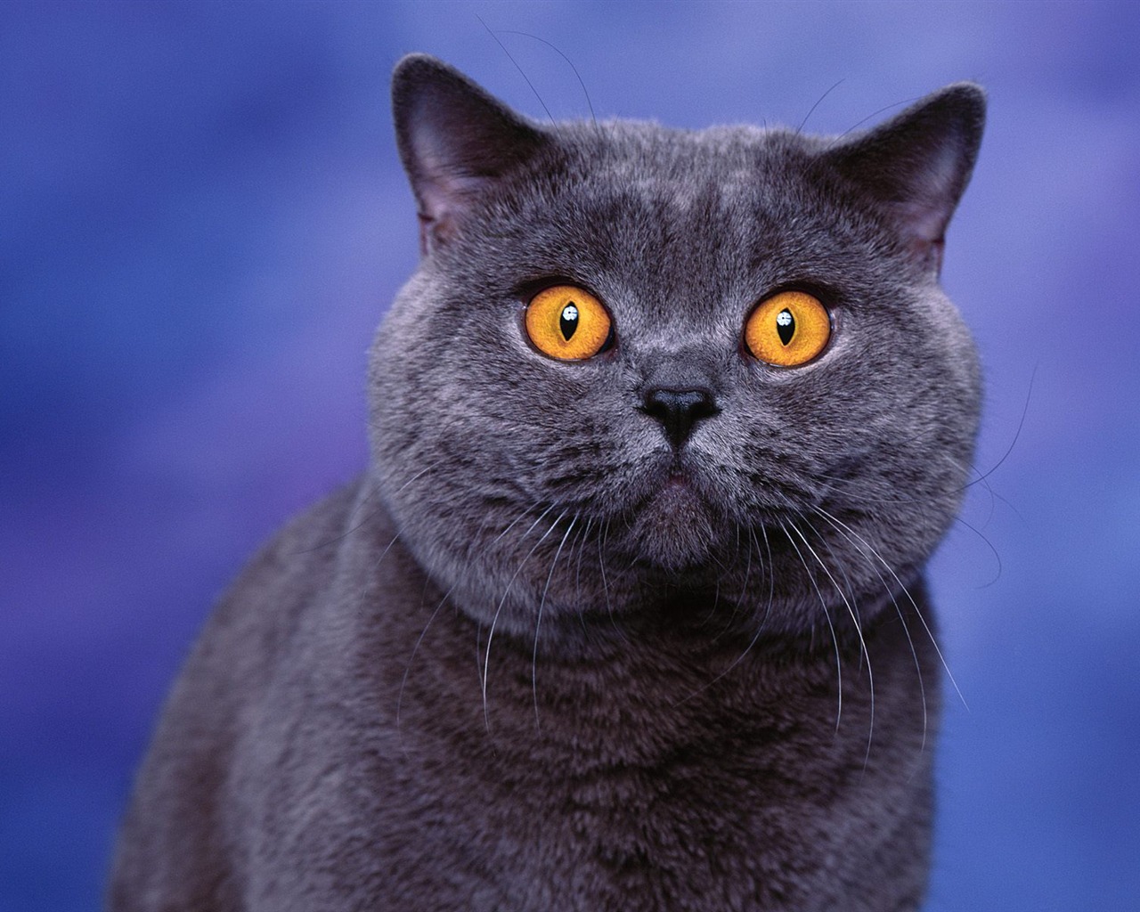1600 Cat Foto tapety (2) #11 - 1280x1024