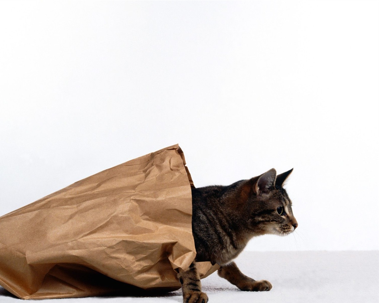1600 Cat Foto tapety (2) #13 - 1280x1024