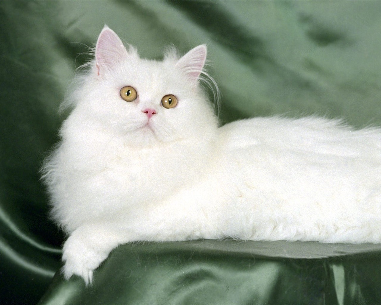 1600 Cat Foto tapety (2) #14 - 1280x1024