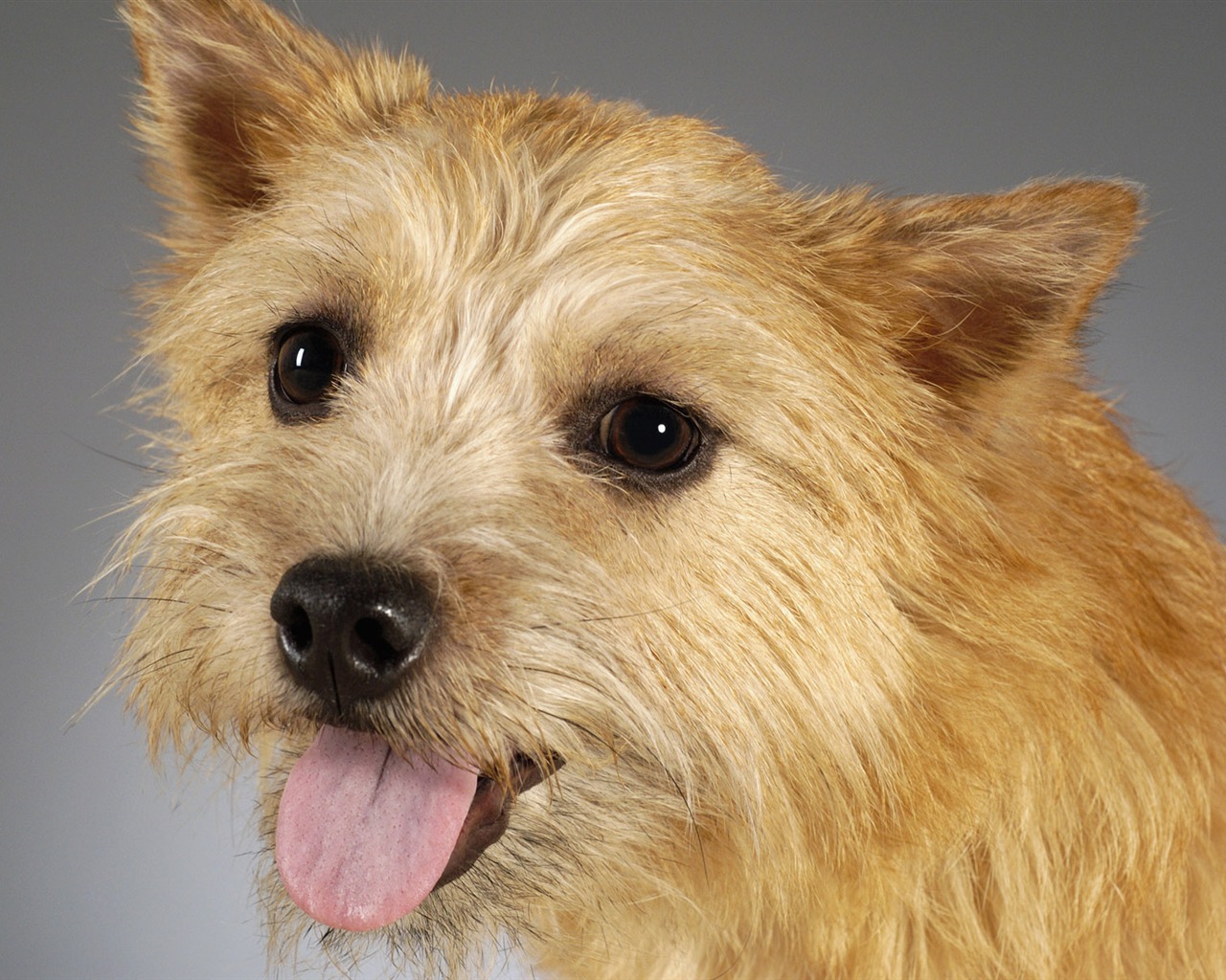 Puppy Foto HD Tapety na plochu (6) #1 - 1280x1024