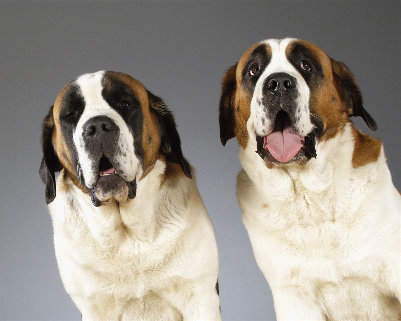 Puppy Photo HD wallpapers (6) #2 - 1280x1024