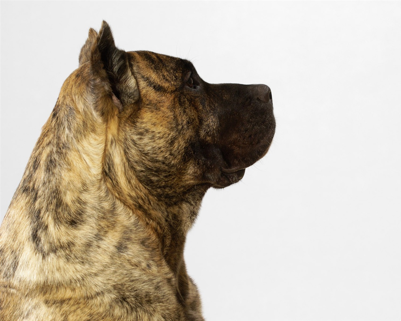 Puppy Photo HD wallpapers (6) #14 - 1280x1024