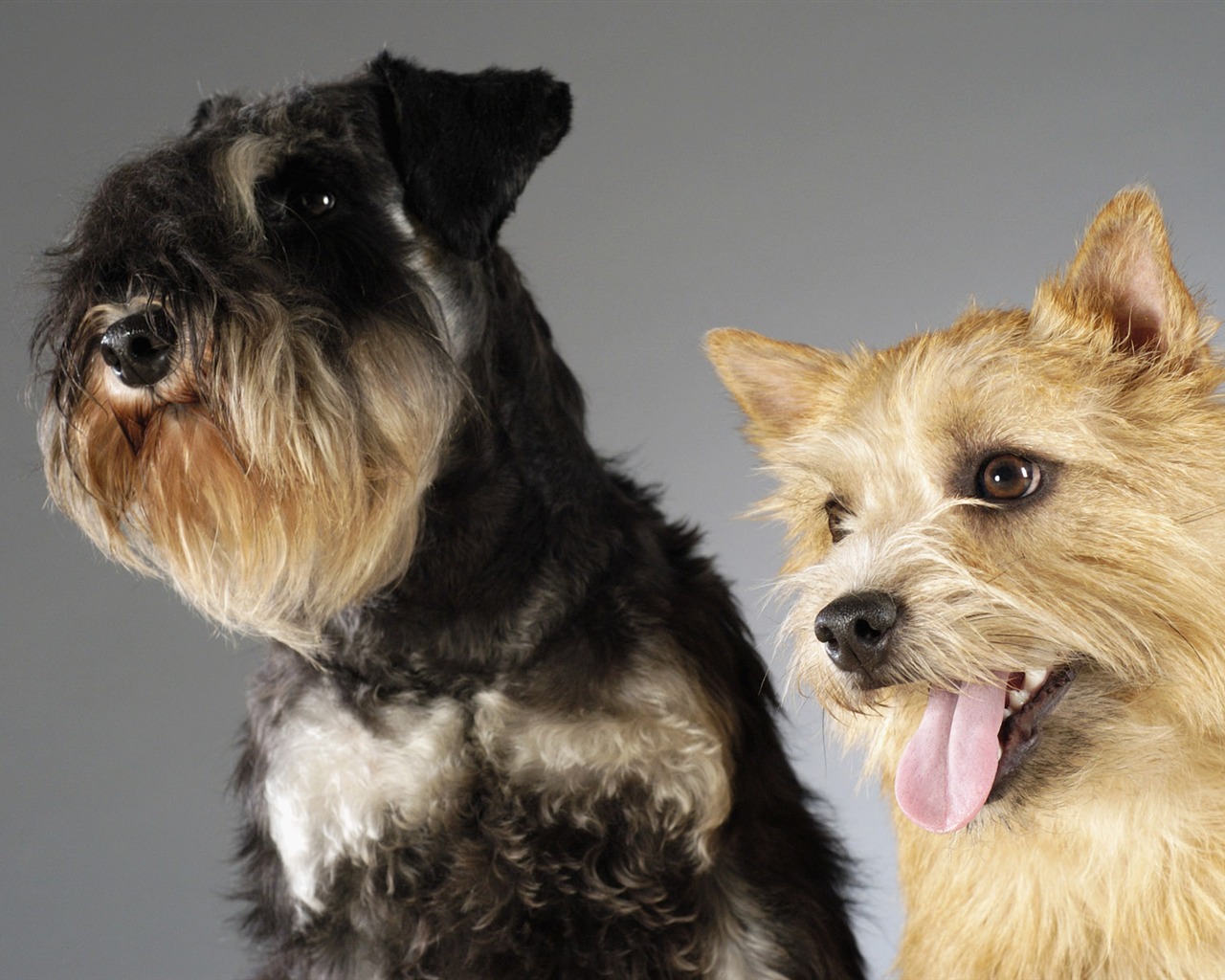 Puppy Foto HD Tapety na plochu (6) #17 - 1280x1024