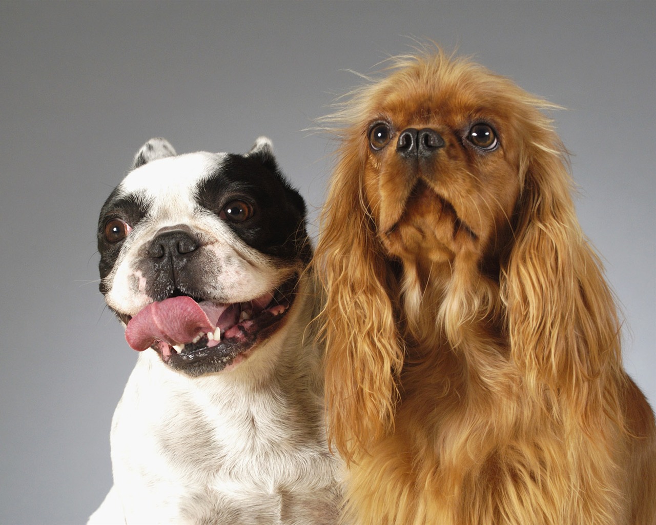 Puppy Foto HD Tapety na plochu (6) #19 - 1280x1024