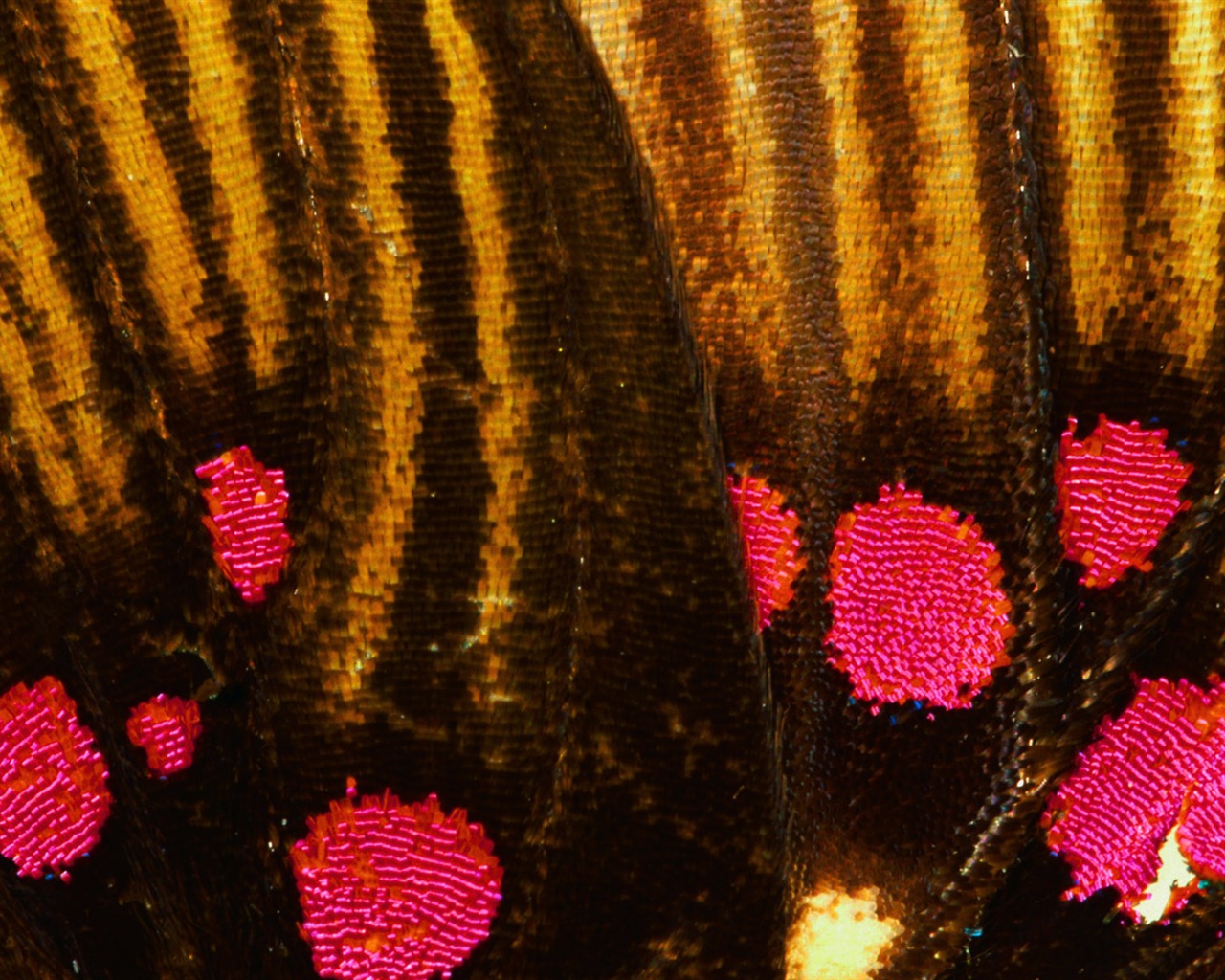 barevné peří křídla close-up tapety (1) #3 - 1280x1024