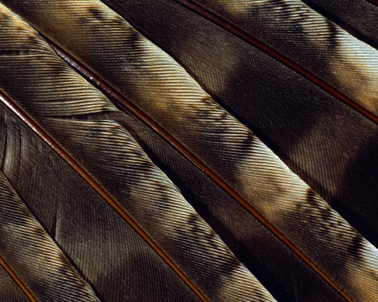 barevné peří křídla close-up tapety (1) #4 - 1280x1024