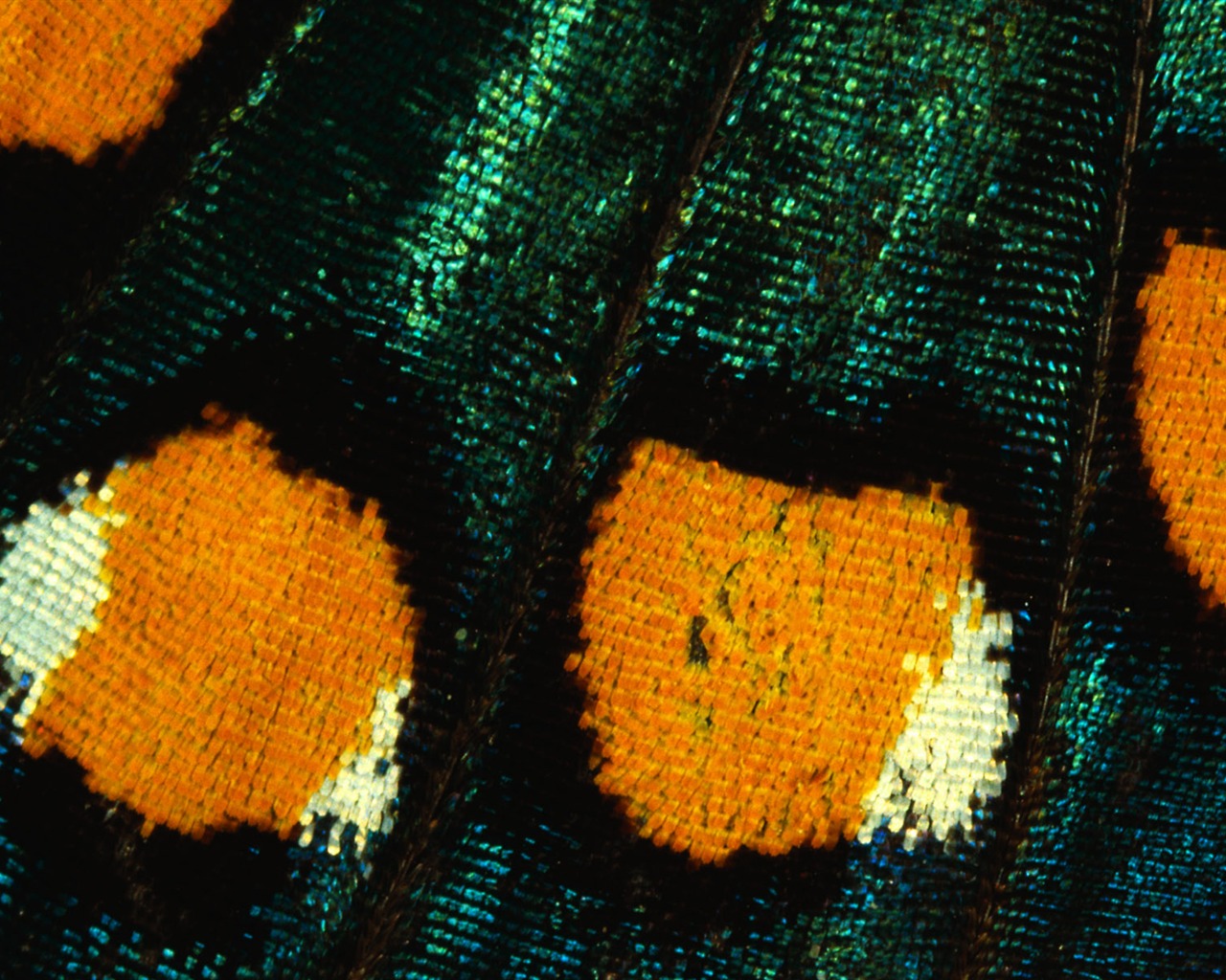 Colorful feather wings close-up wallpaper (1) #6 - 1280x1024