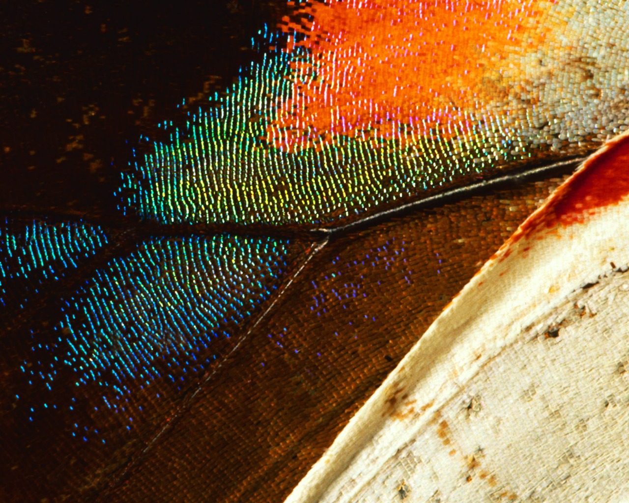barevné peří křídla close-up tapety (1) #7 - 1280x1024