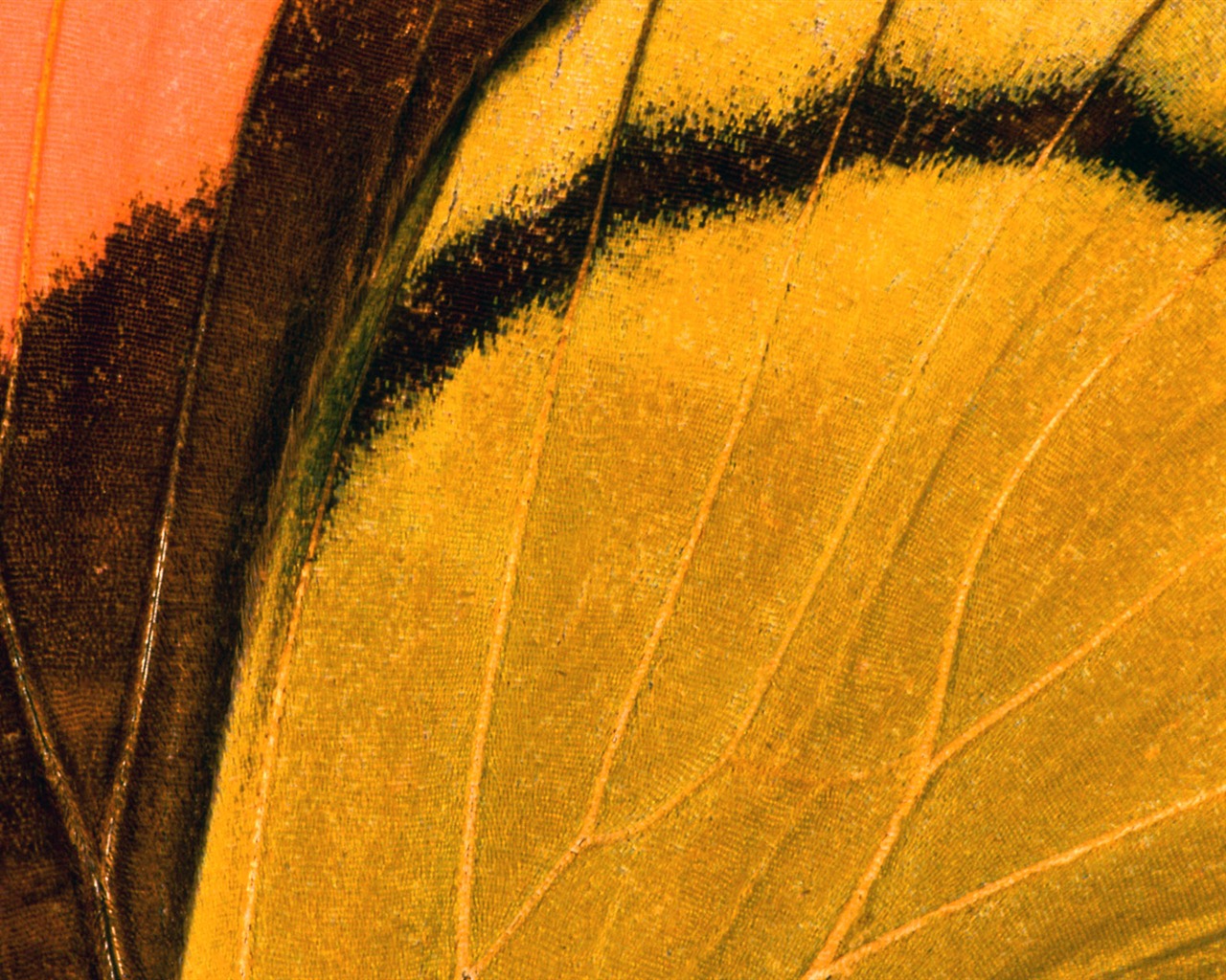 barevné peří křídla close-up tapety (1) #11 - 1280x1024