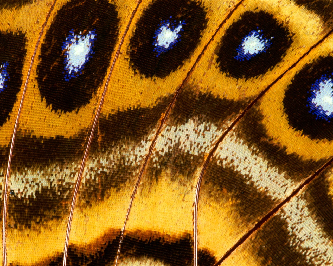 barevné peří křídla close-up tapety (1) #12 - 1280x1024