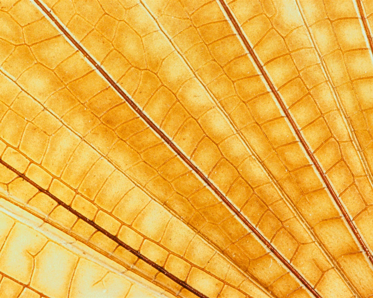 barevné peří křídla close-up tapety (1) #15 - 1280x1024