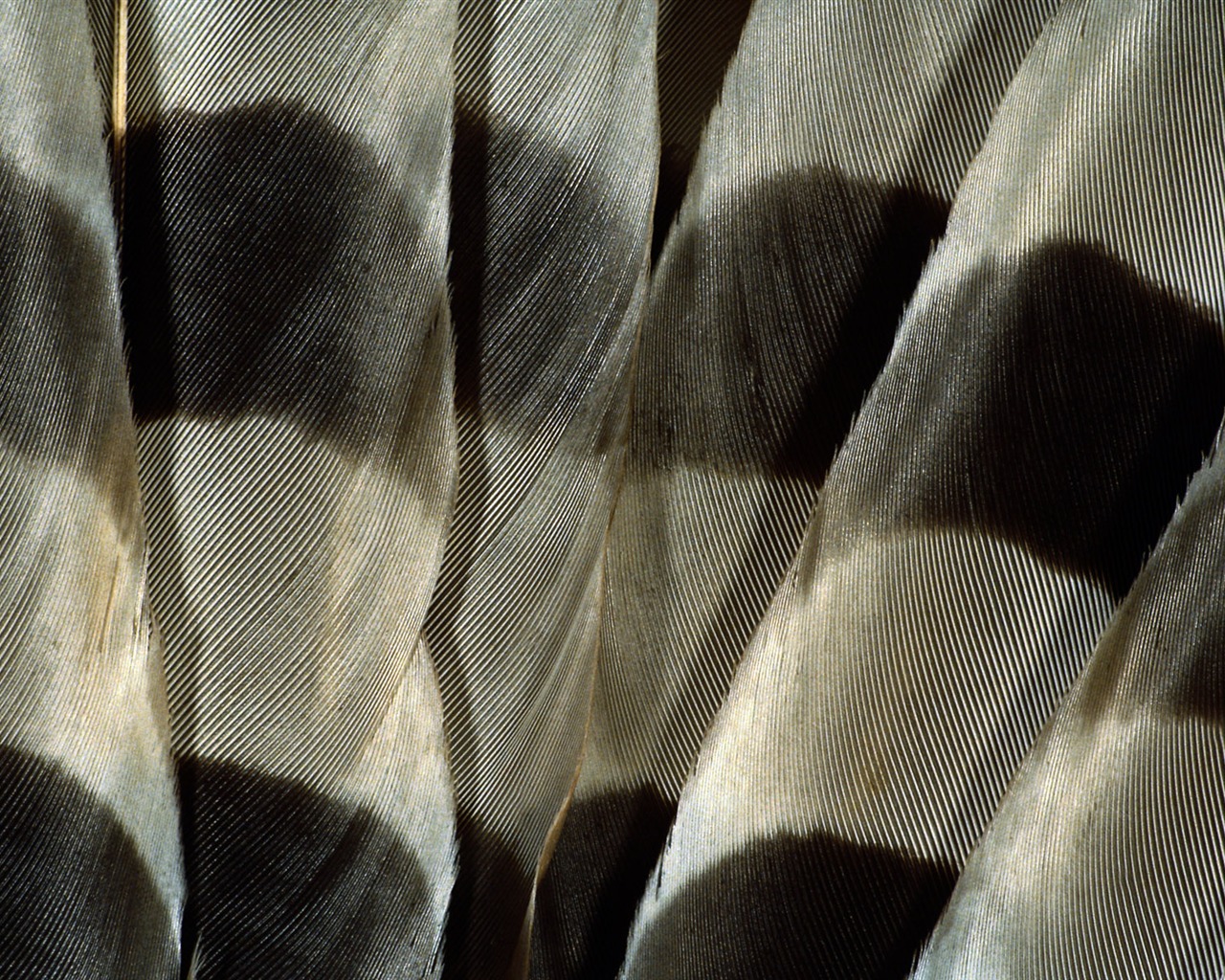barevné peří křídla close-up tapety (1) #17 - 1280x1024