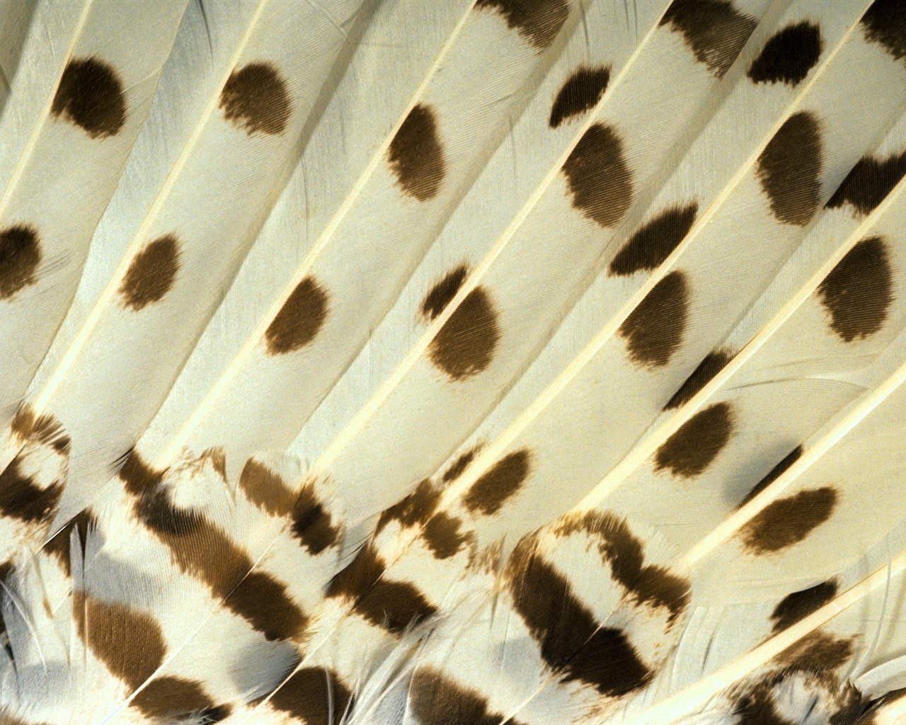 barevné peří křídla close-up tapety (1) #18 - 1280x1024
