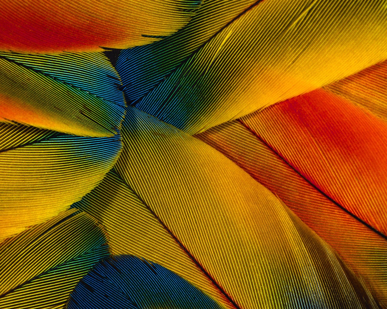 Colorful feather wings close-up wallpaper (1) #19 - 1280x1024