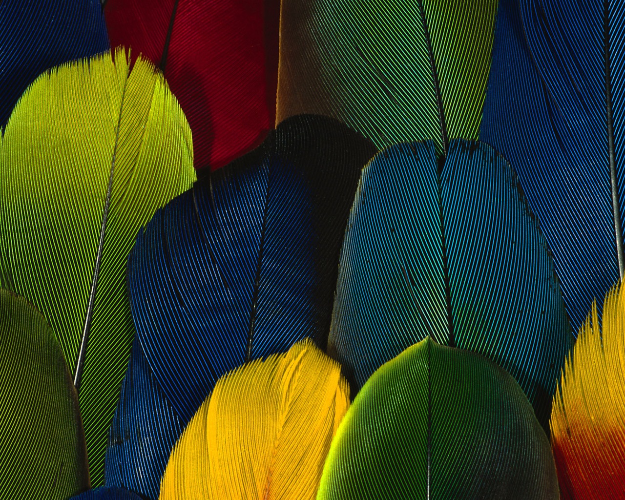 barevné peří křídla close-up tapety (1) #20 - 1280x1024
