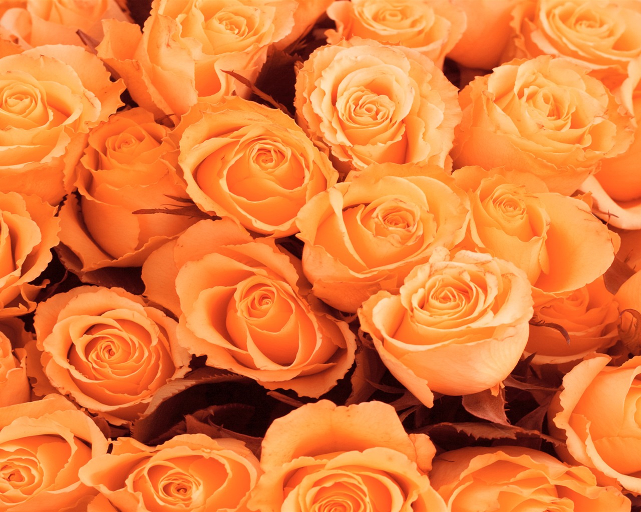 Large Rose Photo Wallpaper (2) #3 - 1280x1024