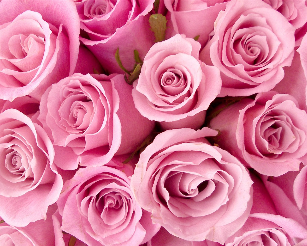 Velké Rose Foto tapety (2) #4 - 1280x1024