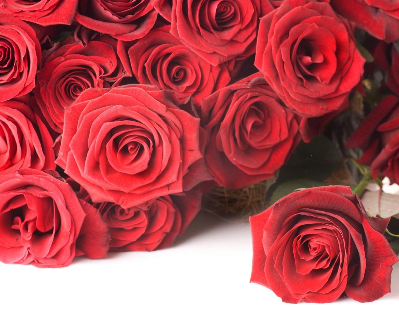 Large Rose Photo Wallpaper (2) #6 - 1280x1024