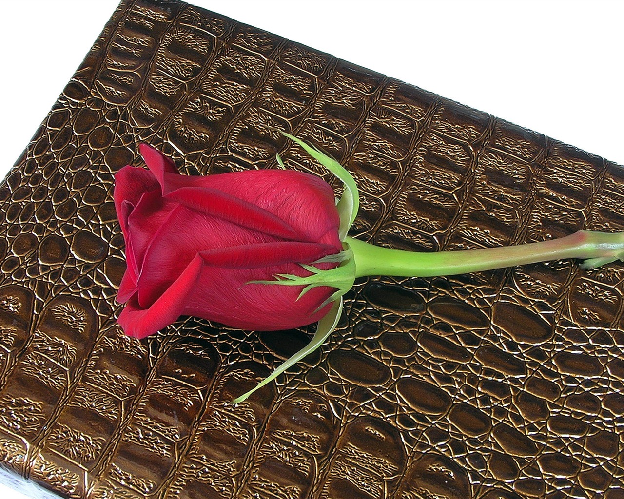 Velké Rose Foto tapety (2) #13 - 1280x1024