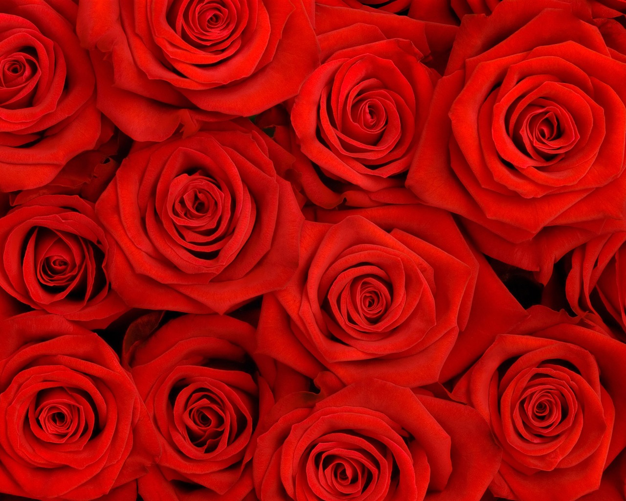 Velké Rose Foto tapety (2) #16 - 1280x1024