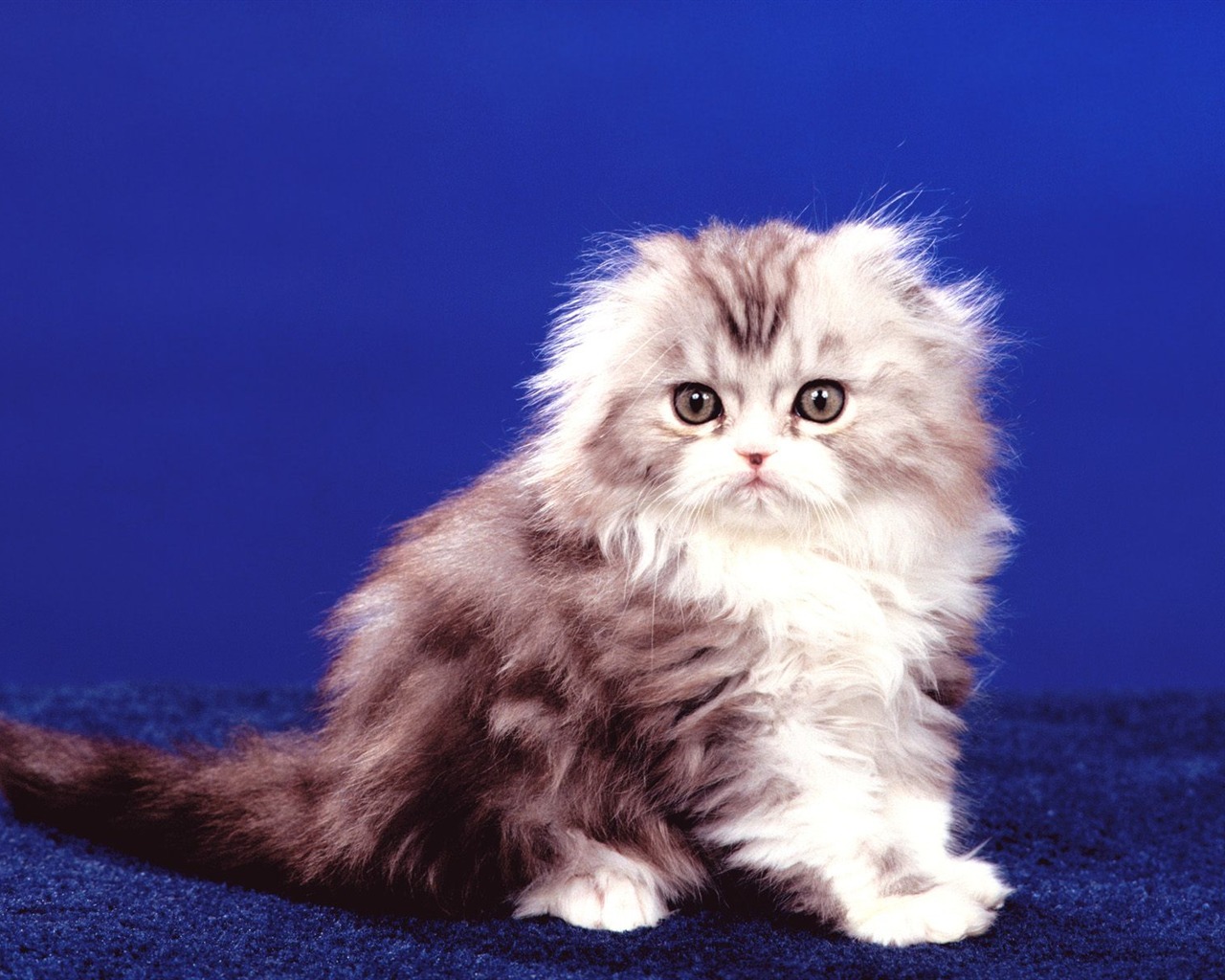 1600 Cat Photo Wallpaper (3) #3 - 1280x1024