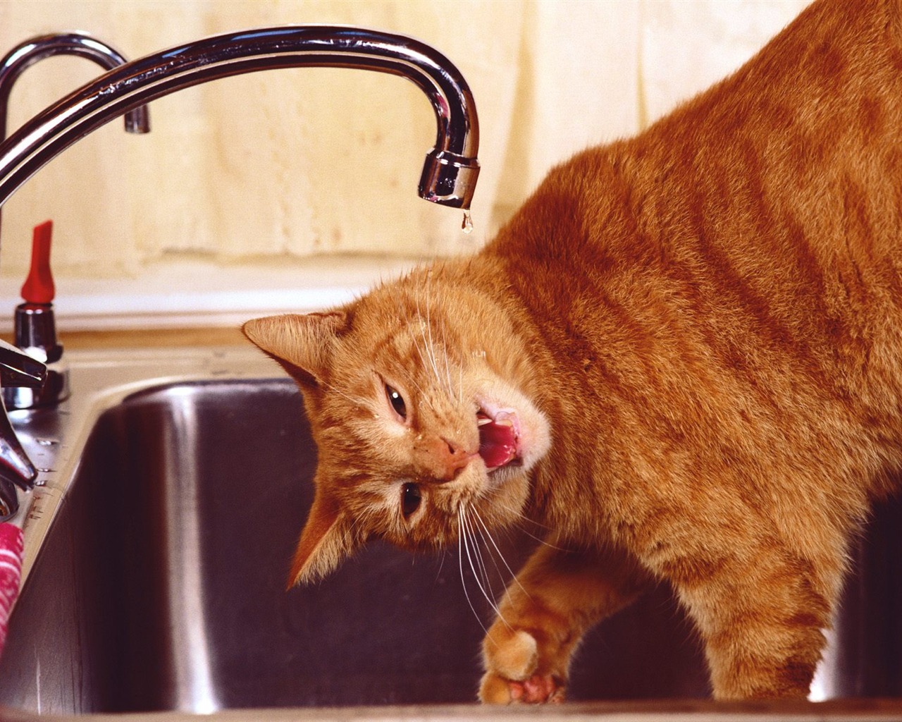 1600 Cat Foto tapety (3) #5 - 1280x1024