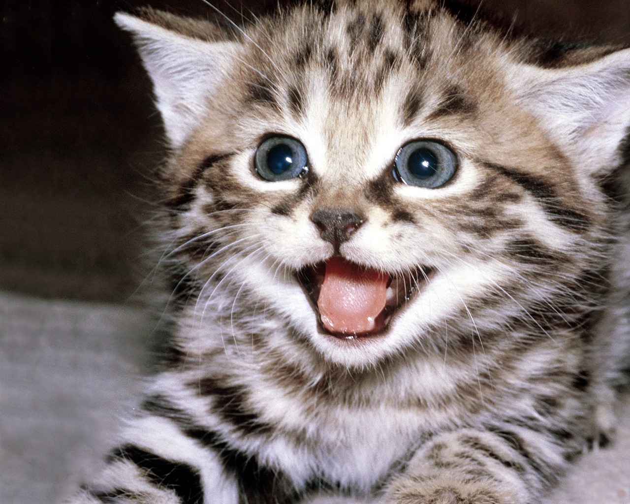 1600 Cat Foto tapety (3) #8 - 1280x1024