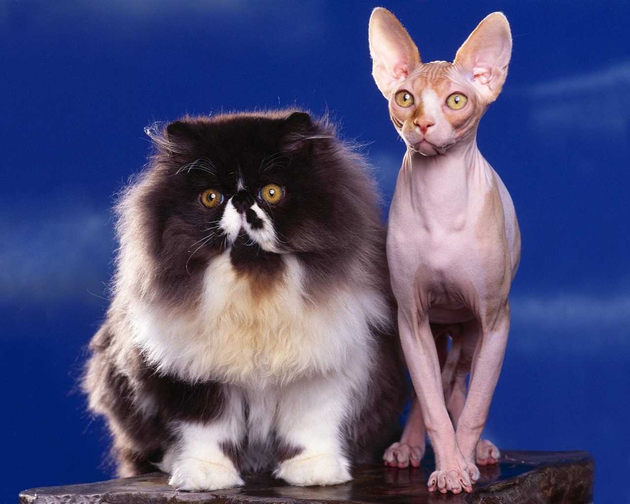 1600 Cat Foto tapety (3) #9 - 1280x1024