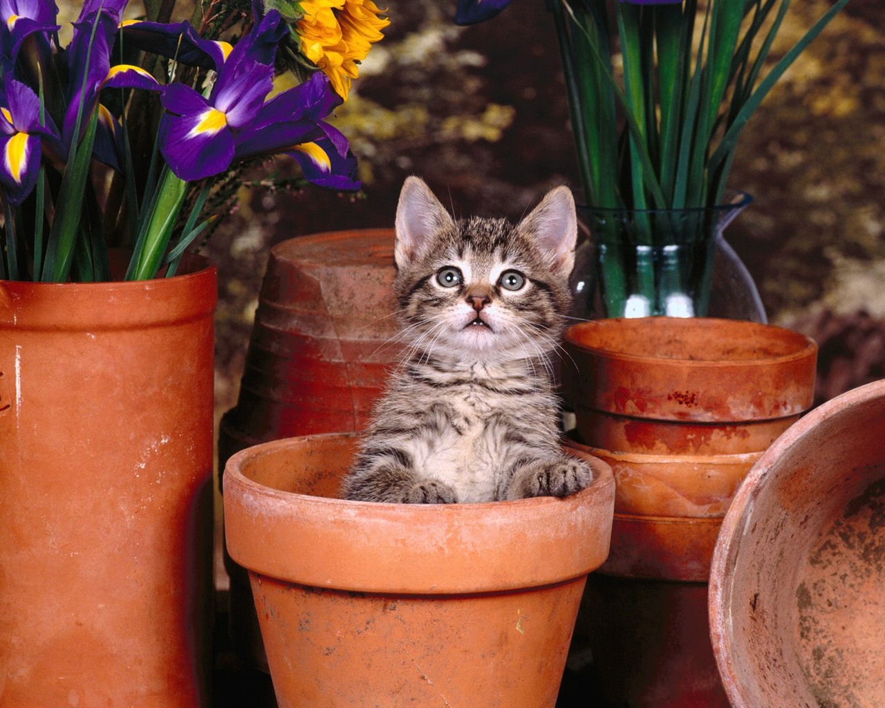 1600 Cat Foto tapety (3) #10 - 1280x1024