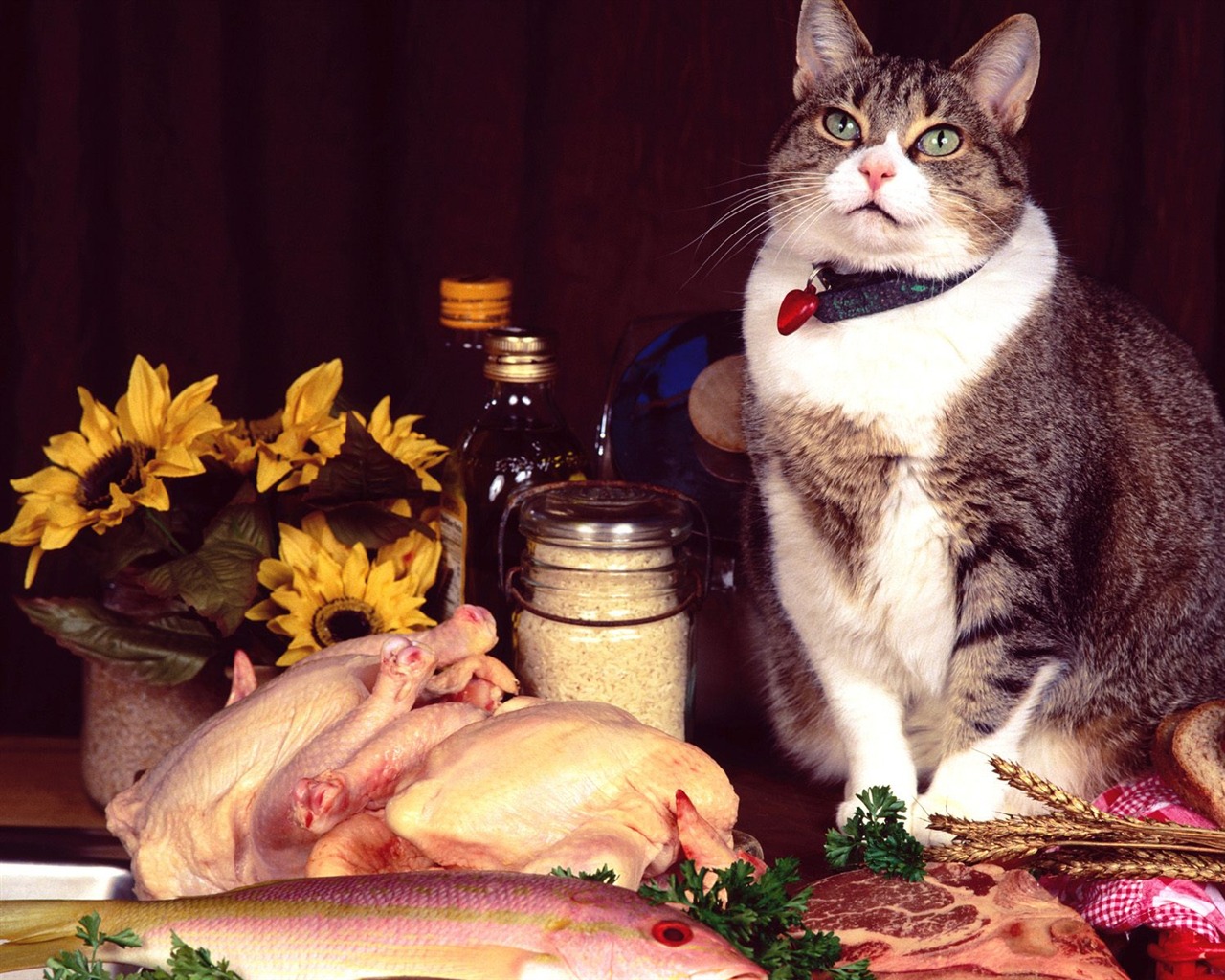 1600 Cat Foto tapety (3) #12 - 1280x1024