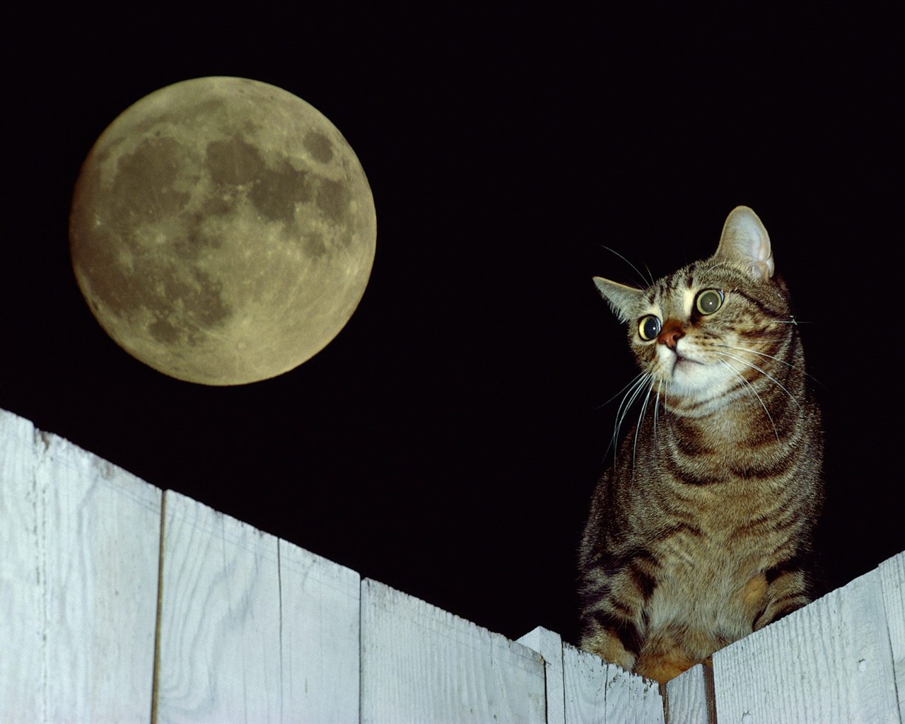 1600 Cat Foto tapety (3) #13 - 1280x1024