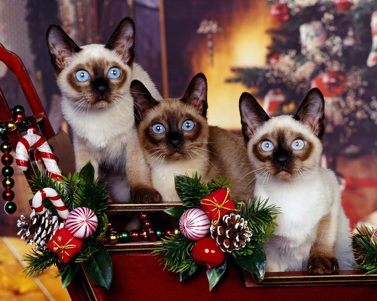 1600 Cat Foto tapety (3) #19 - 1280x1024