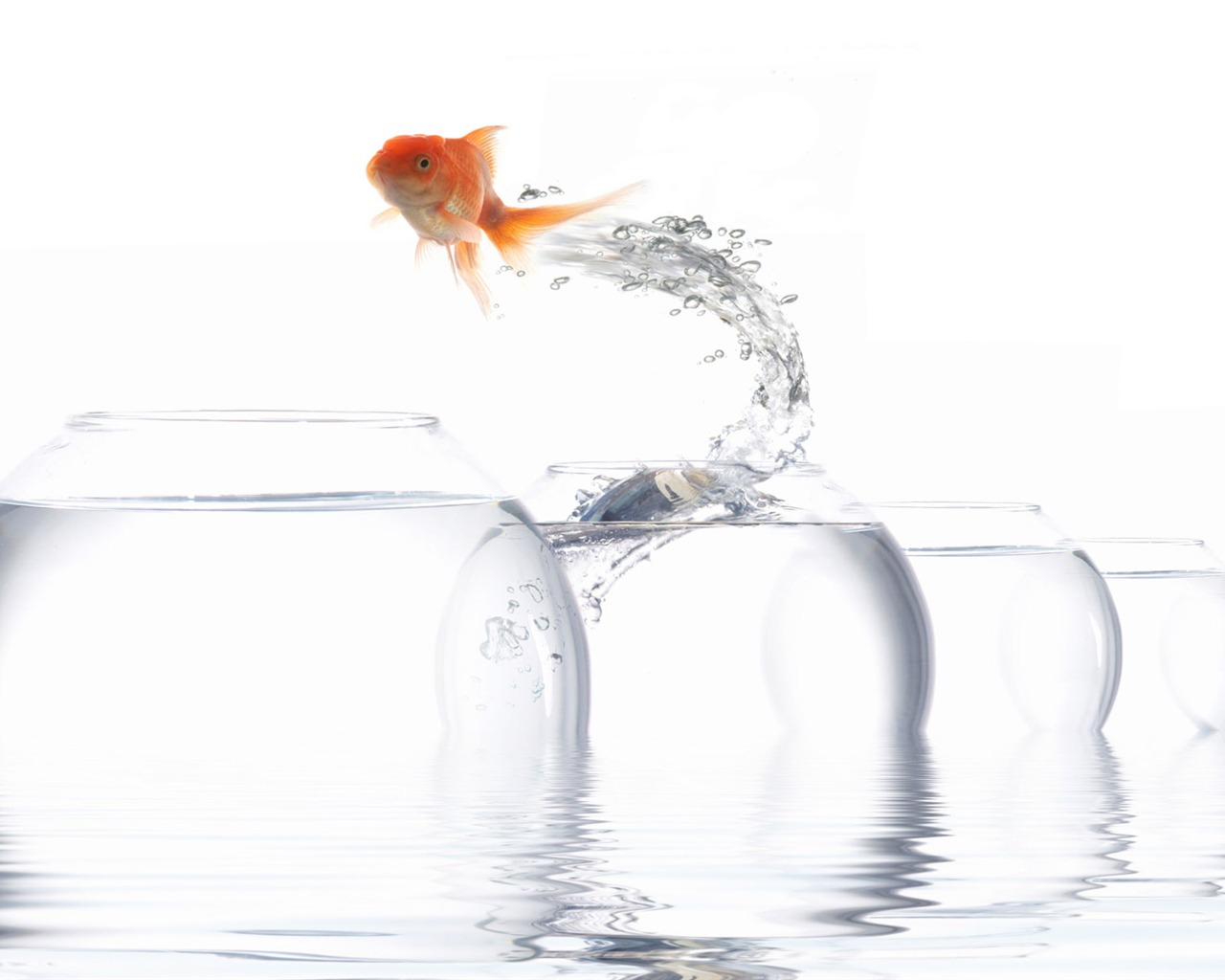 Jumping Goldfish Tapete #5 - 1280x1024